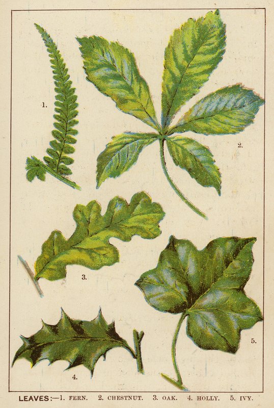 Leaves by English School