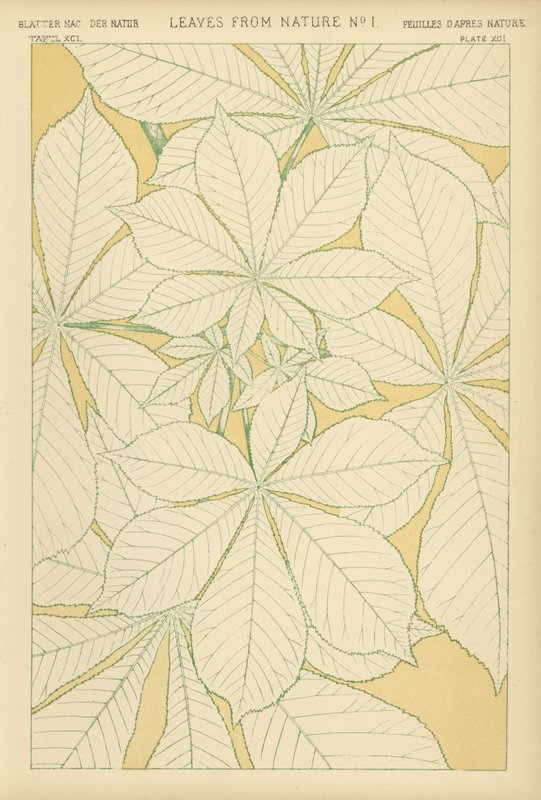 Leaves from Nature by English School