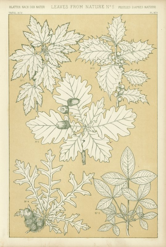 Leaves from Nature by English School