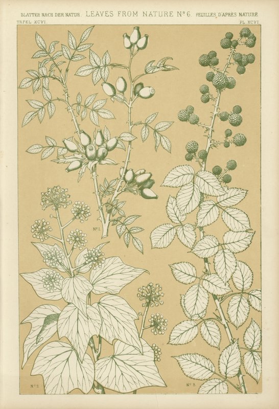 Leaves from Nature by English School