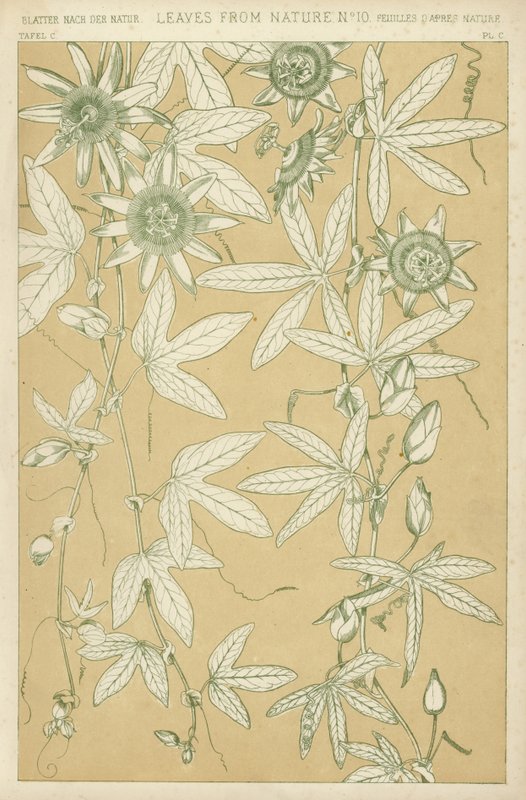 Leaves from Nature by English School