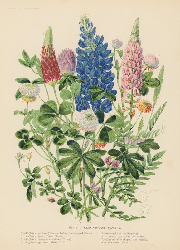 Leguminous Plants by English School
