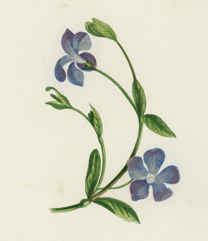 Lesser Periwinkle, Vinca Minor by English School