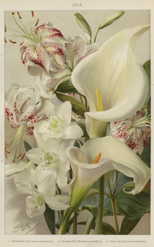 Lily by English School