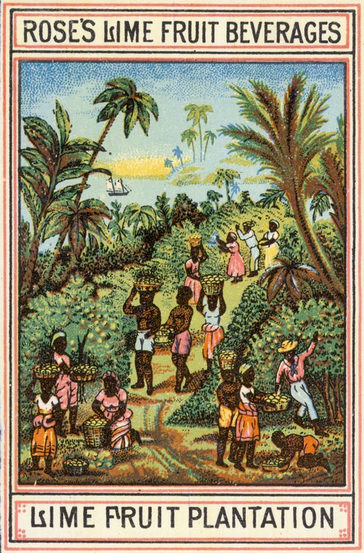Lime Fruit Plantation by English School