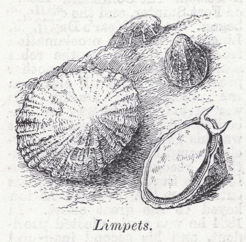 Limpets by English School