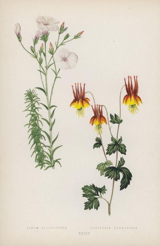 Linum Salsoloides; Aquilegia Canadensis by English School
