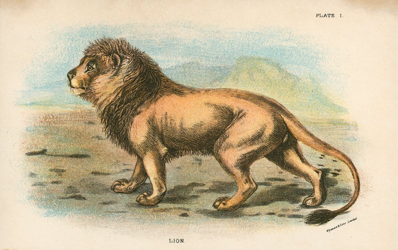 Lion by English School