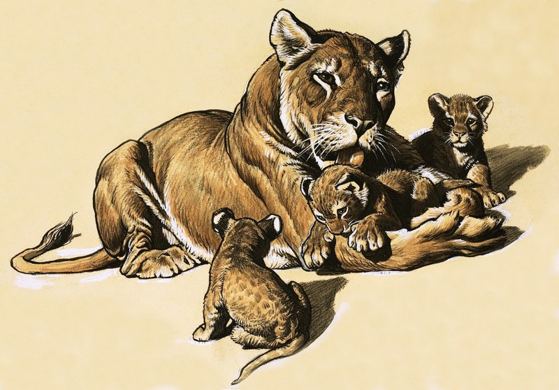 Lion cubs by English School