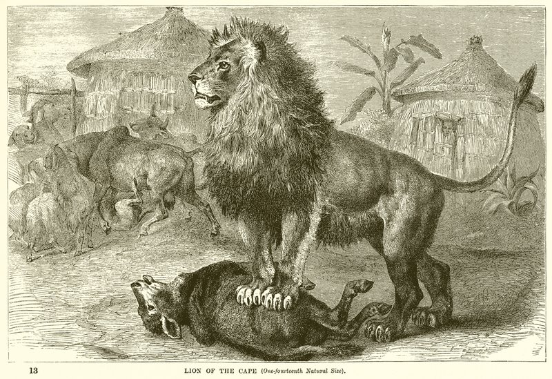 Lion of the Cape by English School