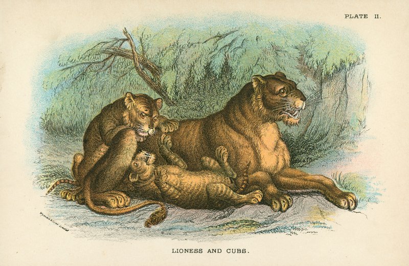 Lioness and Cubs by English School