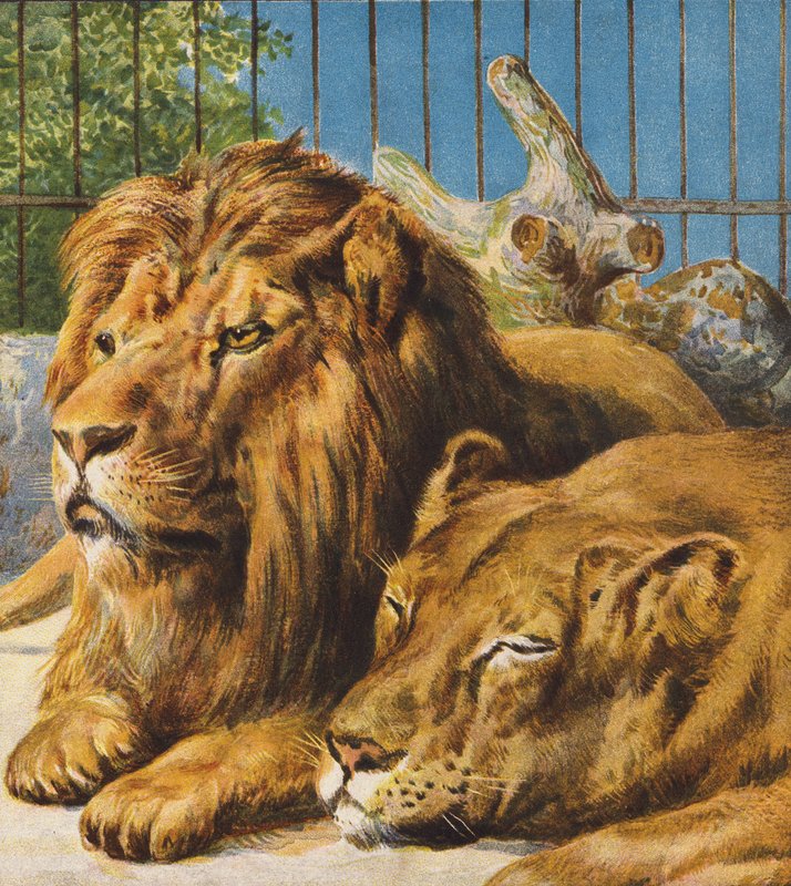 Lions by English School