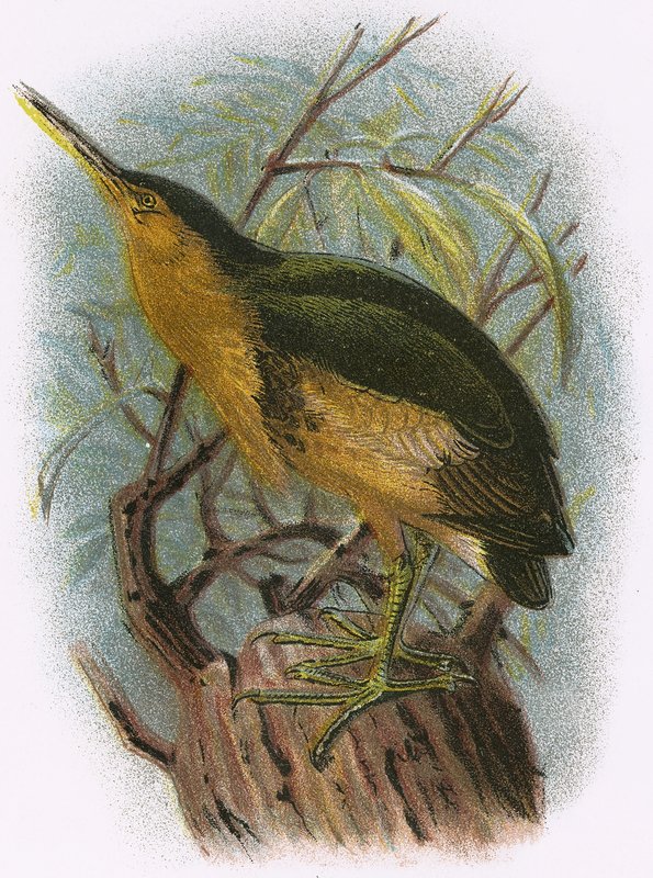 Little Bittern by English School