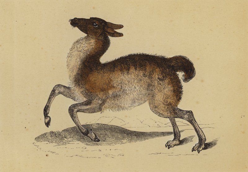 Llama by English School
