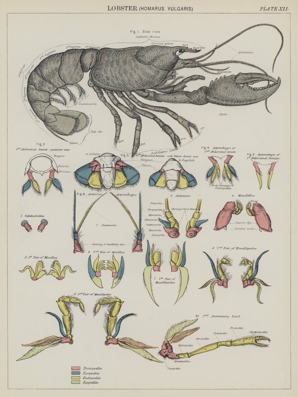 Lobster, Homarus Vulgaris by English School