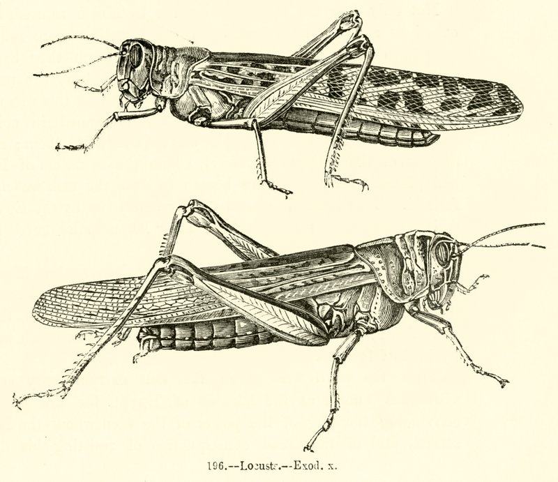 Locusts, Exodus x by English School