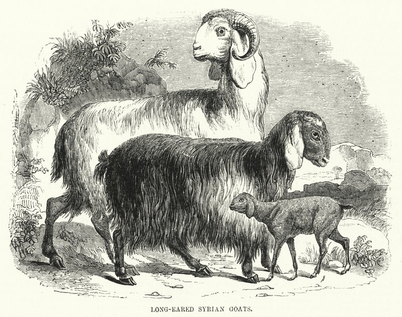 Long-Eared Syrian Goats by English School