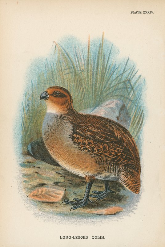 Long-Legged Colin by English School