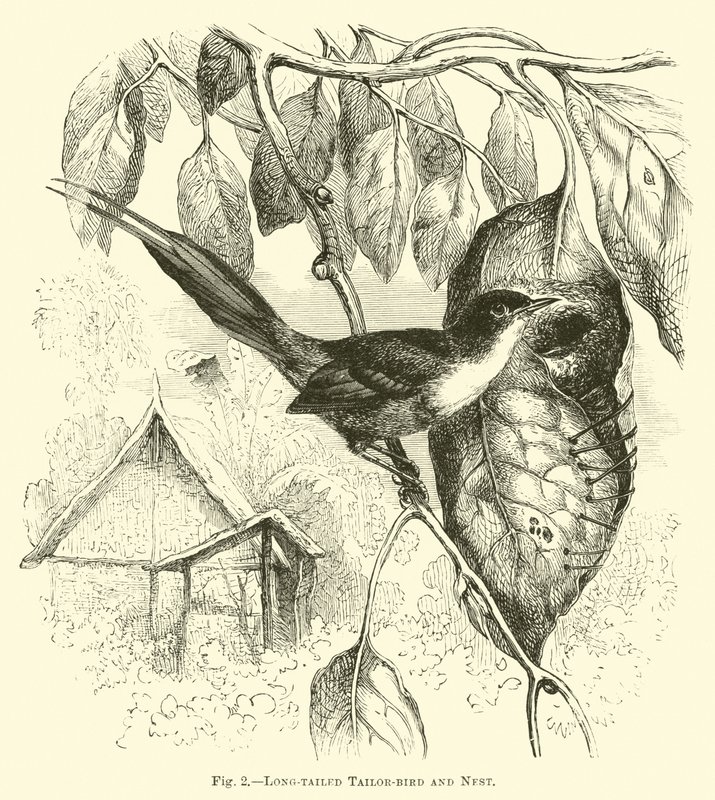 Long-tailed Tailor-bird and Nest by English School