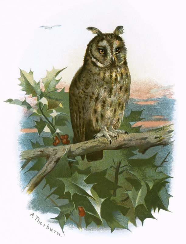 Long Eared Owl by English School