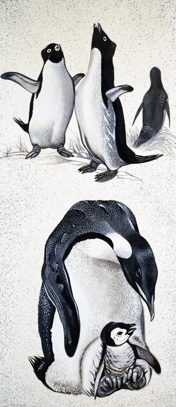 Looking at Nature: What Are Penguins by English School