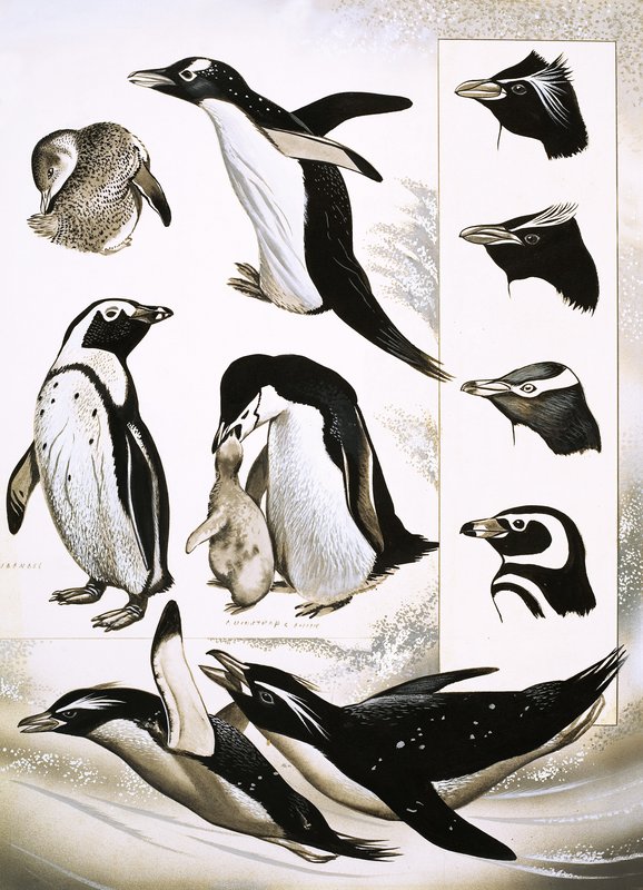 Looking at Nature: What are Spheniscidae Penguins! by English School