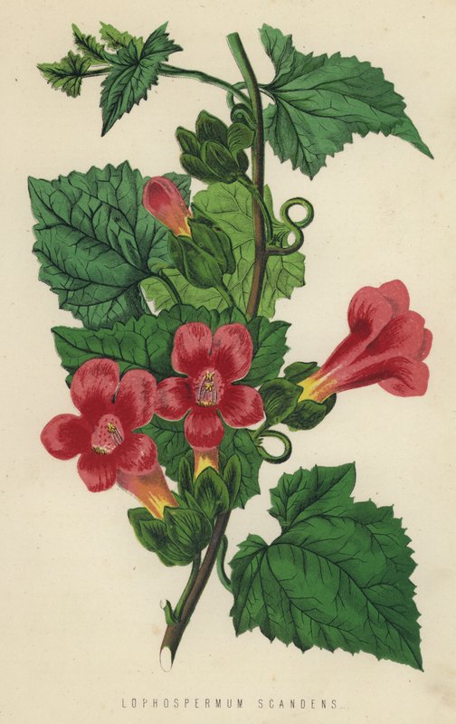 Lophospermum Scandens by English School