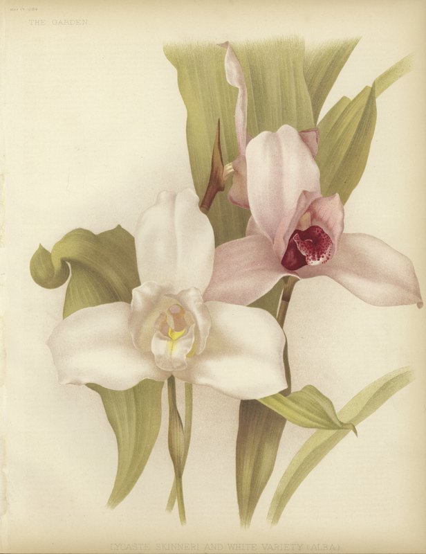 Lycaste skinneri and white variety by English School