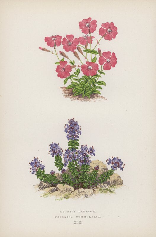 Lychnis Lagascae; Veronica Nummularia by English School