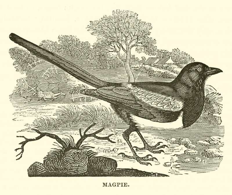 Magpie (engraving) by English School