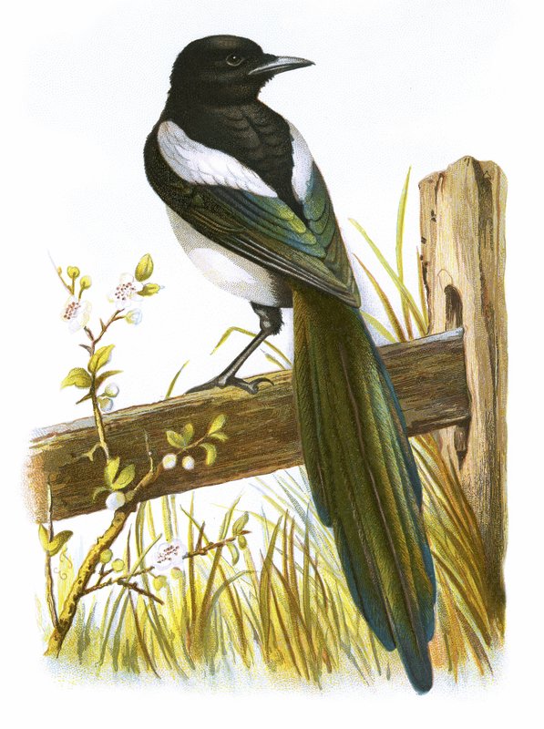 Magpie by English School