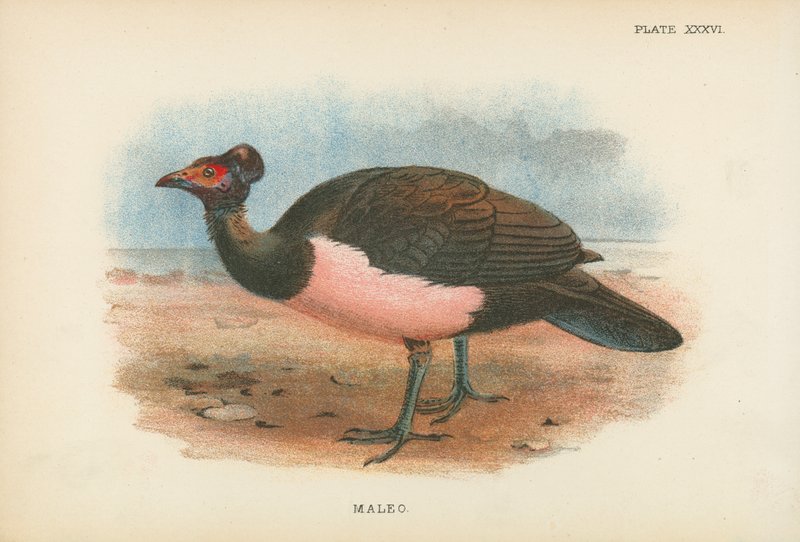 Maleo by English School