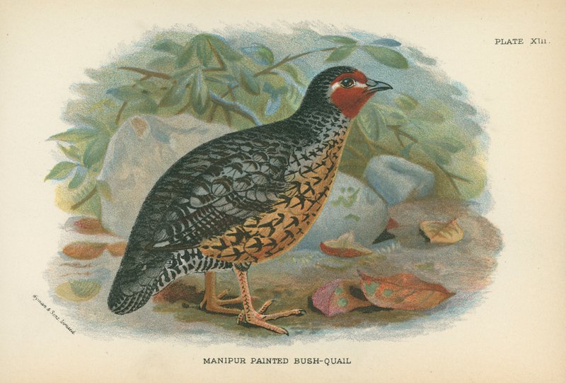 Manipur Painted Bush-Quail by English School