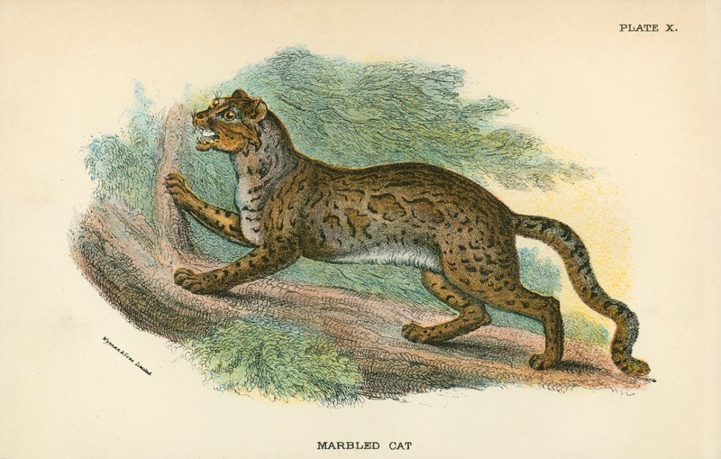 Marbled Cat by English School