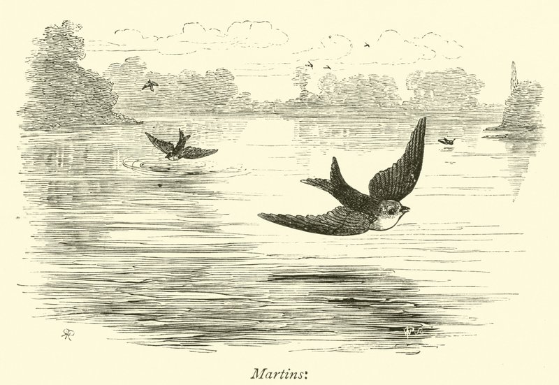 Martins by English School