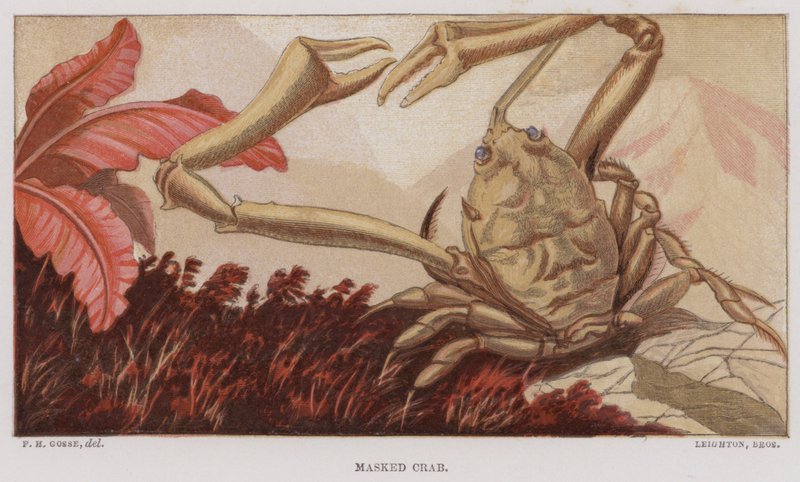 Masked Crab by English School