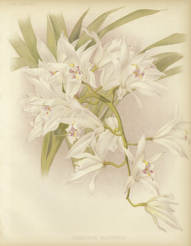 Masters Cymbidium by English School