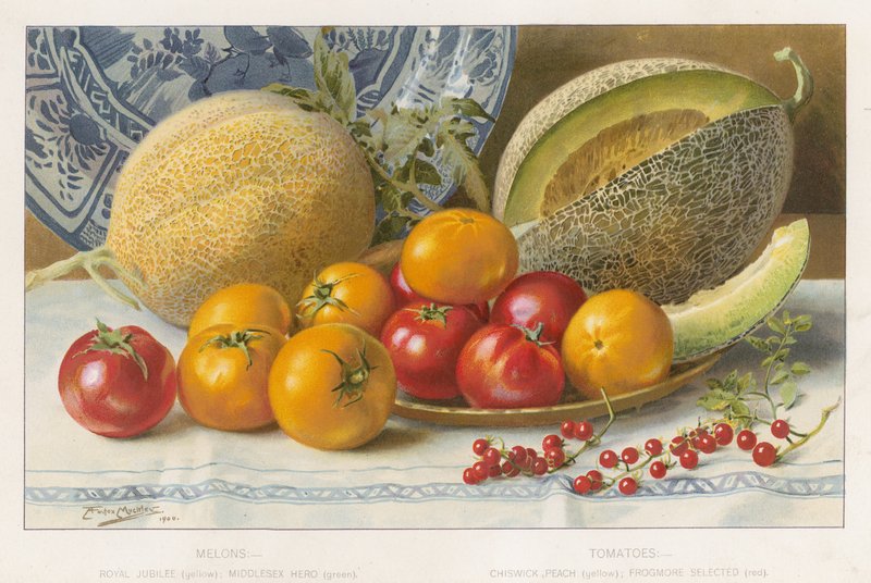 Melons and Tomatoes by English School