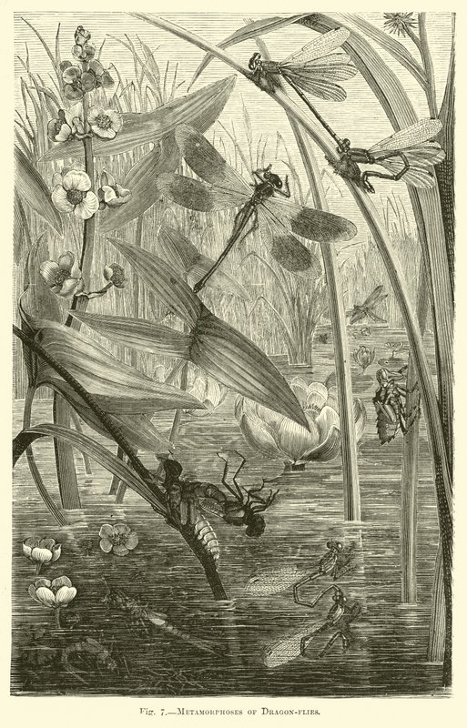 Metamorphoses of Dragon-flies by English School