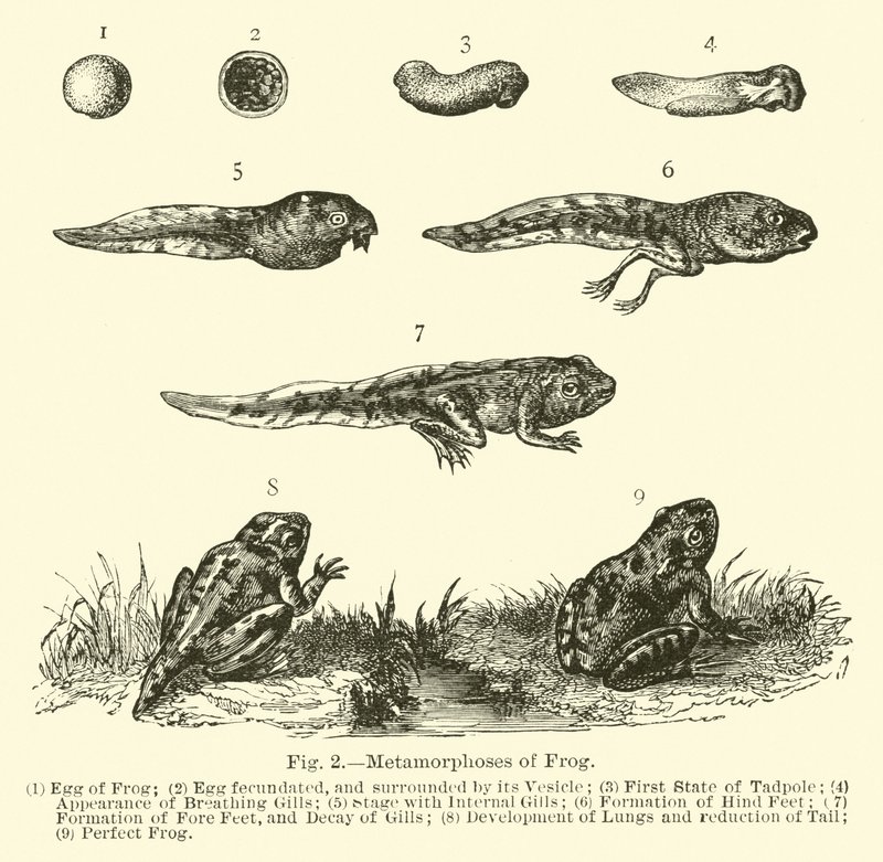 Metamorphoses of Frog by English School