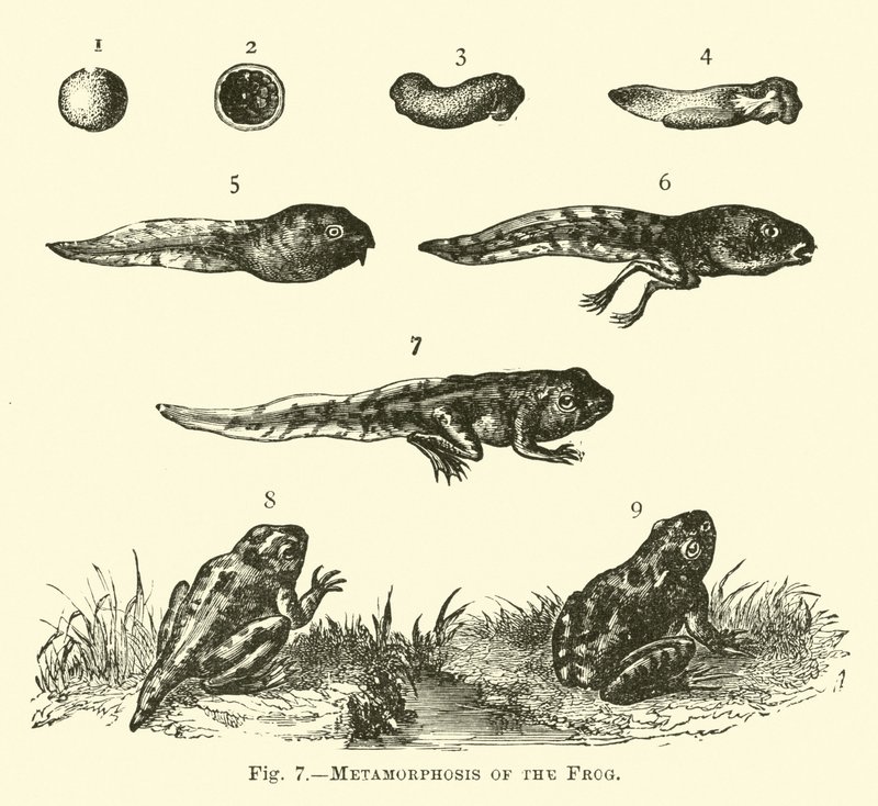 Metamorphosis of the Frog by English School