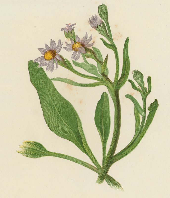 Michaelmas Daisy, Aster Tripolium by English School