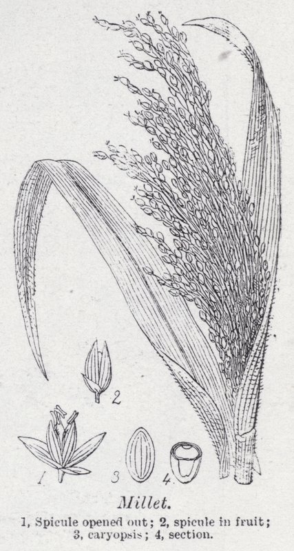 Millet by English School