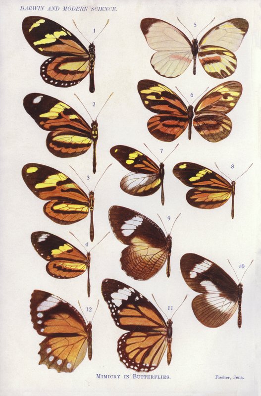 Mimicry in Butterflies by English School
