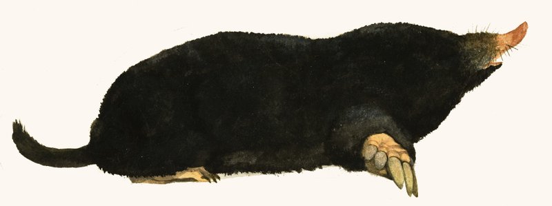 Mole by English School