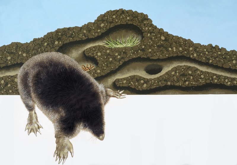 Mole and Mole Hill by English School
