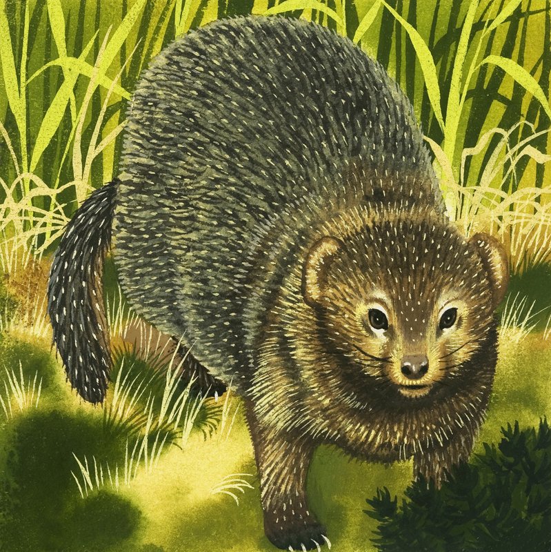 Mongoose by English School