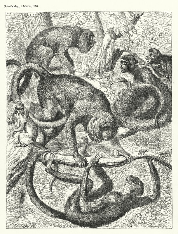 Monkeys by English School