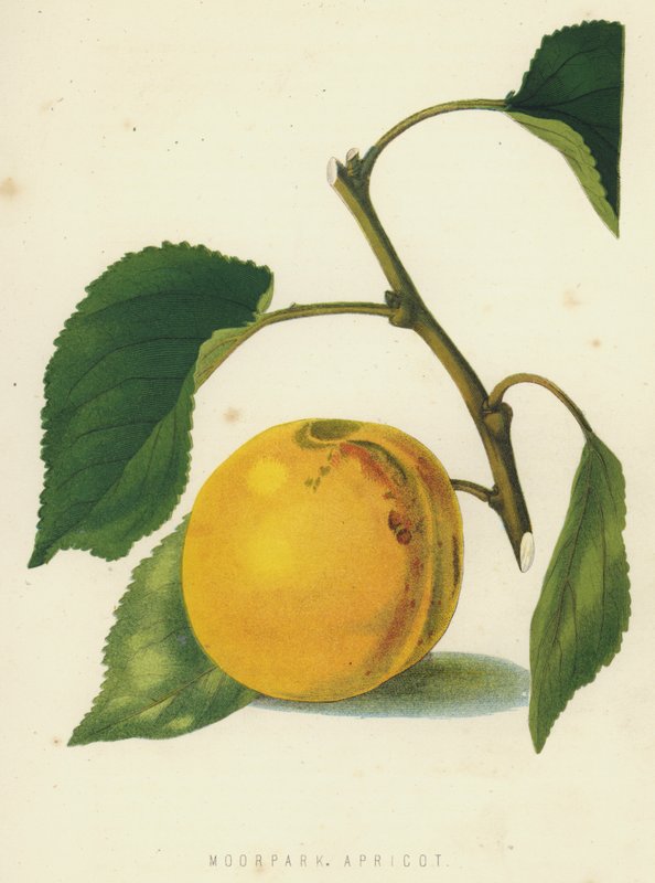 Moorpark Apricot by English School