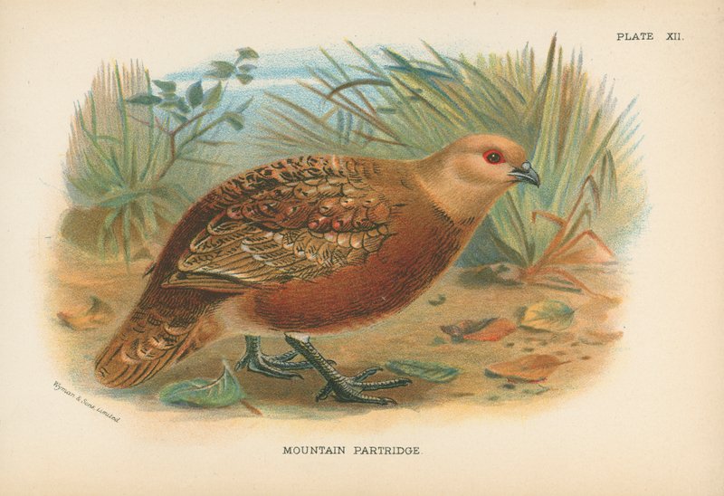 Mountain Partridge by English School